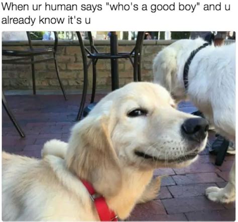 dog meme pictures|really dog meme.